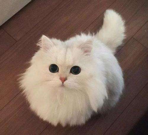 猫舍出售1000以内的猫,猫舍买只猫要多少钱