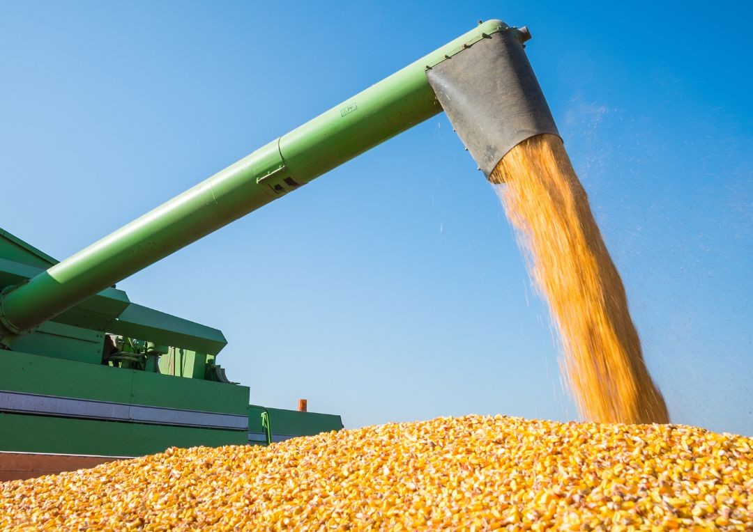 被美国退订单,美国对中国退玉米订单的反应