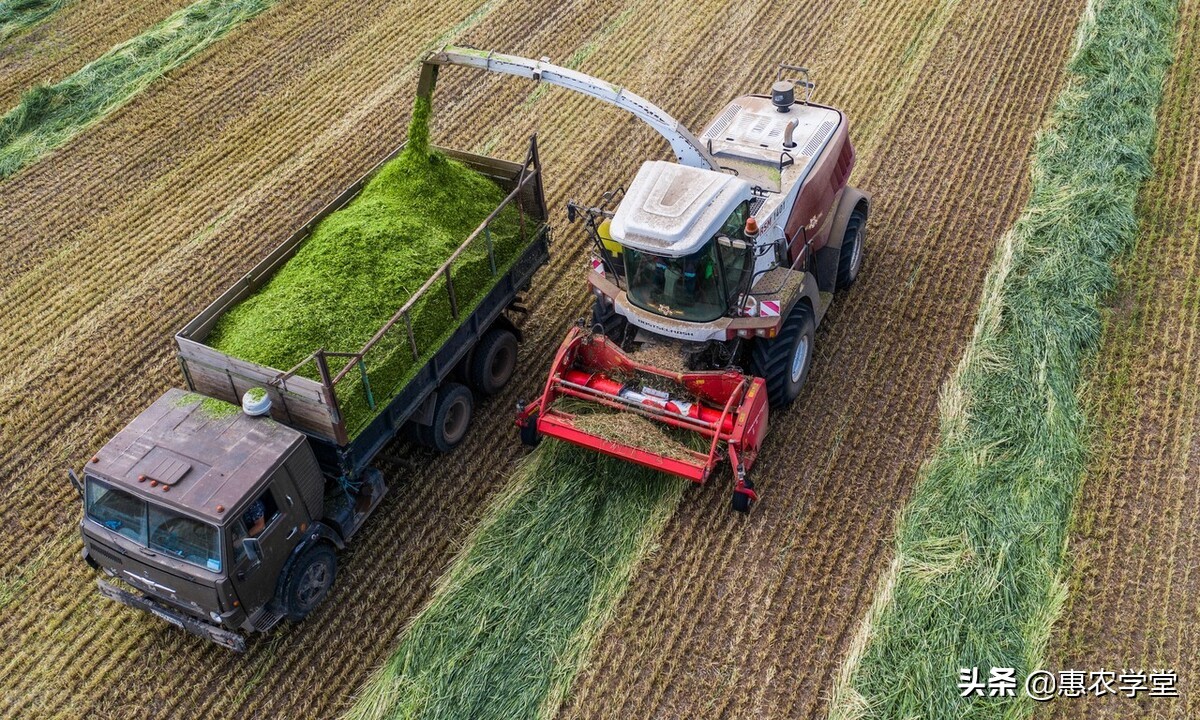 饲料价格行情2021年,今日全国最新饲料价格查询