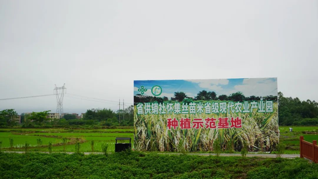 【乡村振兴】怀集丝苗米产业园：积极探索农业发展新模式推动怀集丝苗米高质量发展