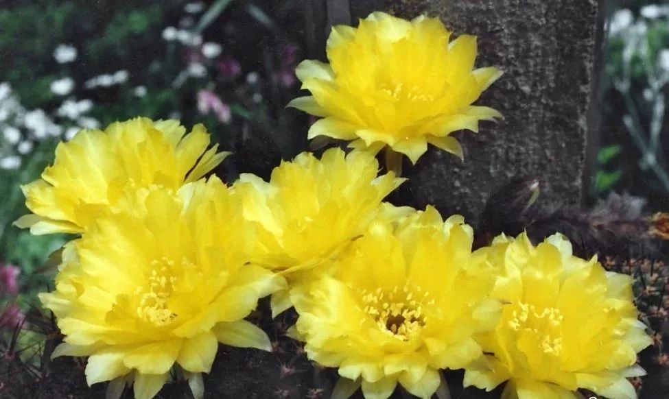 200种·仙人球开花图鉴，大开眼界，美到爆