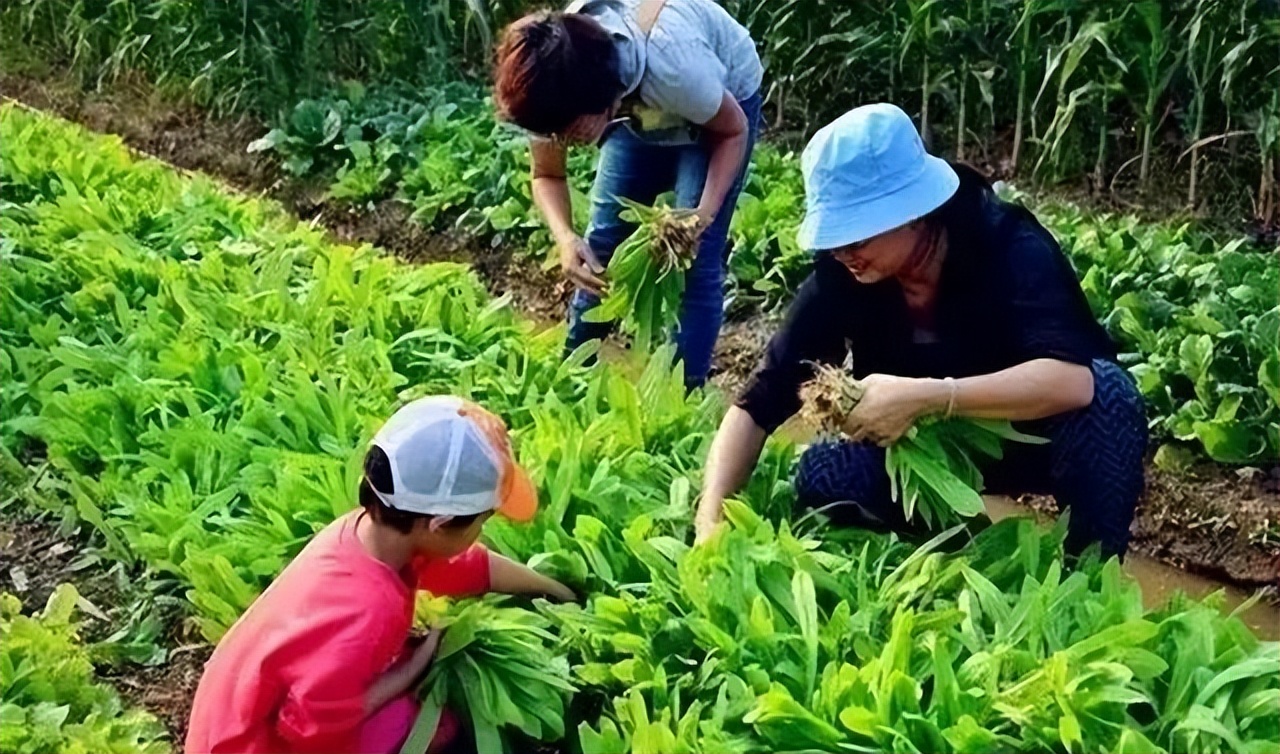 1.5亩地收入却高达19万,这个“共享农场”有啥秘诀?