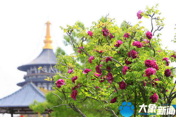 花开时节动京城最美不过洛阳城,四月洛阳美如画千年帝都是花城