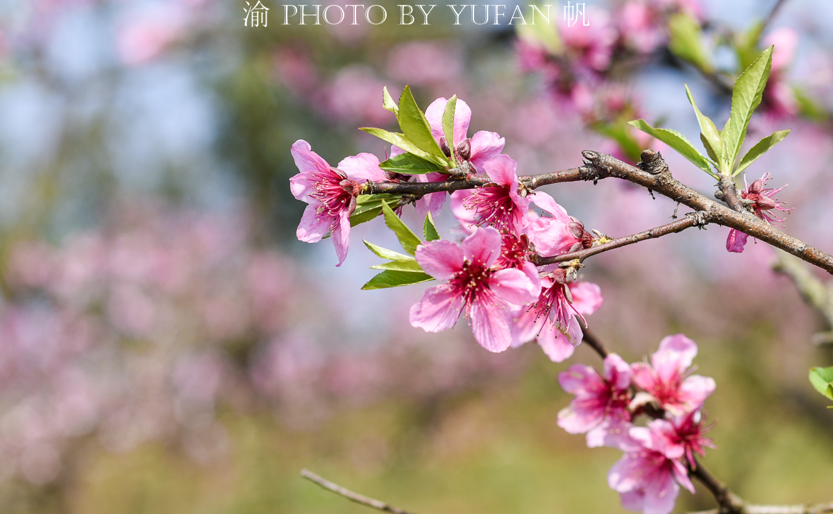 潼南油菜花旅游攻略,美好春日潼南赏花地图快来get