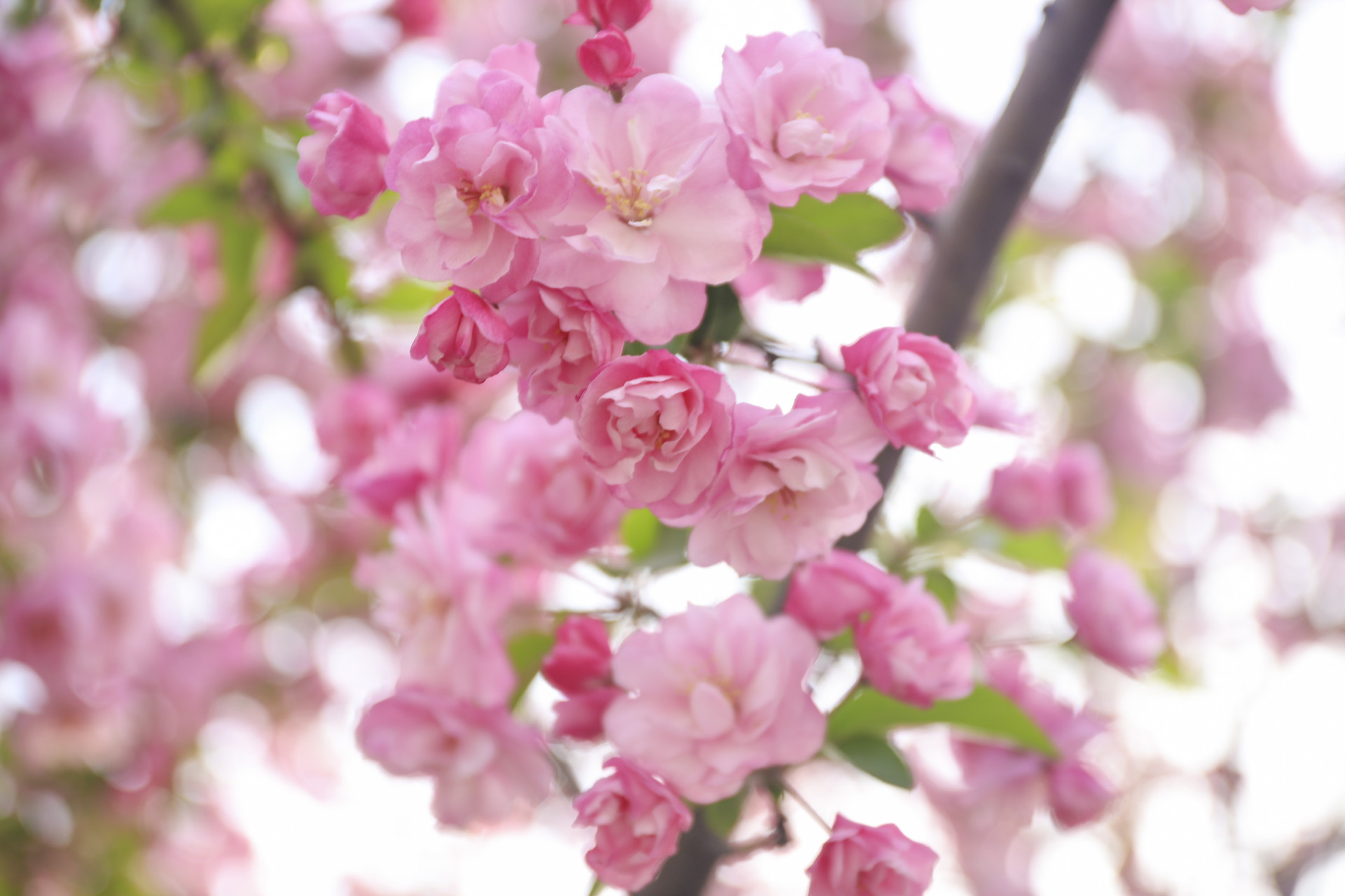 已婚男人婚外遇到真爱的表现,一个理智的男人对待婚外的真爱