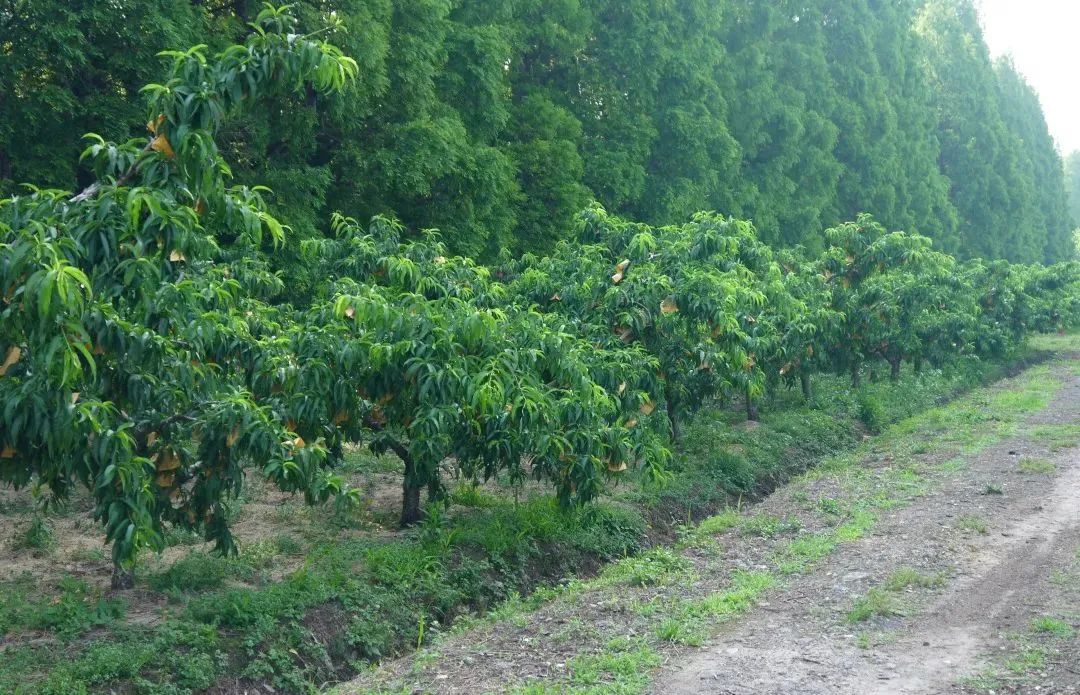 油桃陆续上市口感脆甜多汁,脆甜油桃最新价格