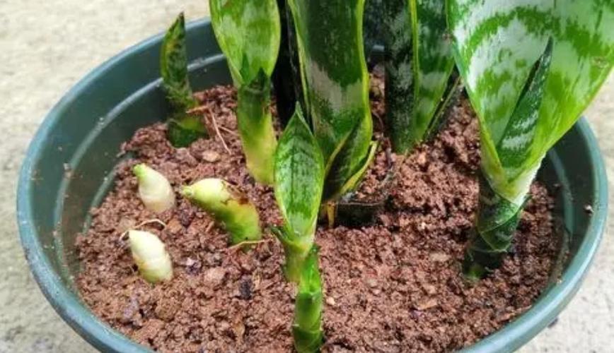 酸性水浇花改善土壤板结,用什么水浇花土壤不会板结