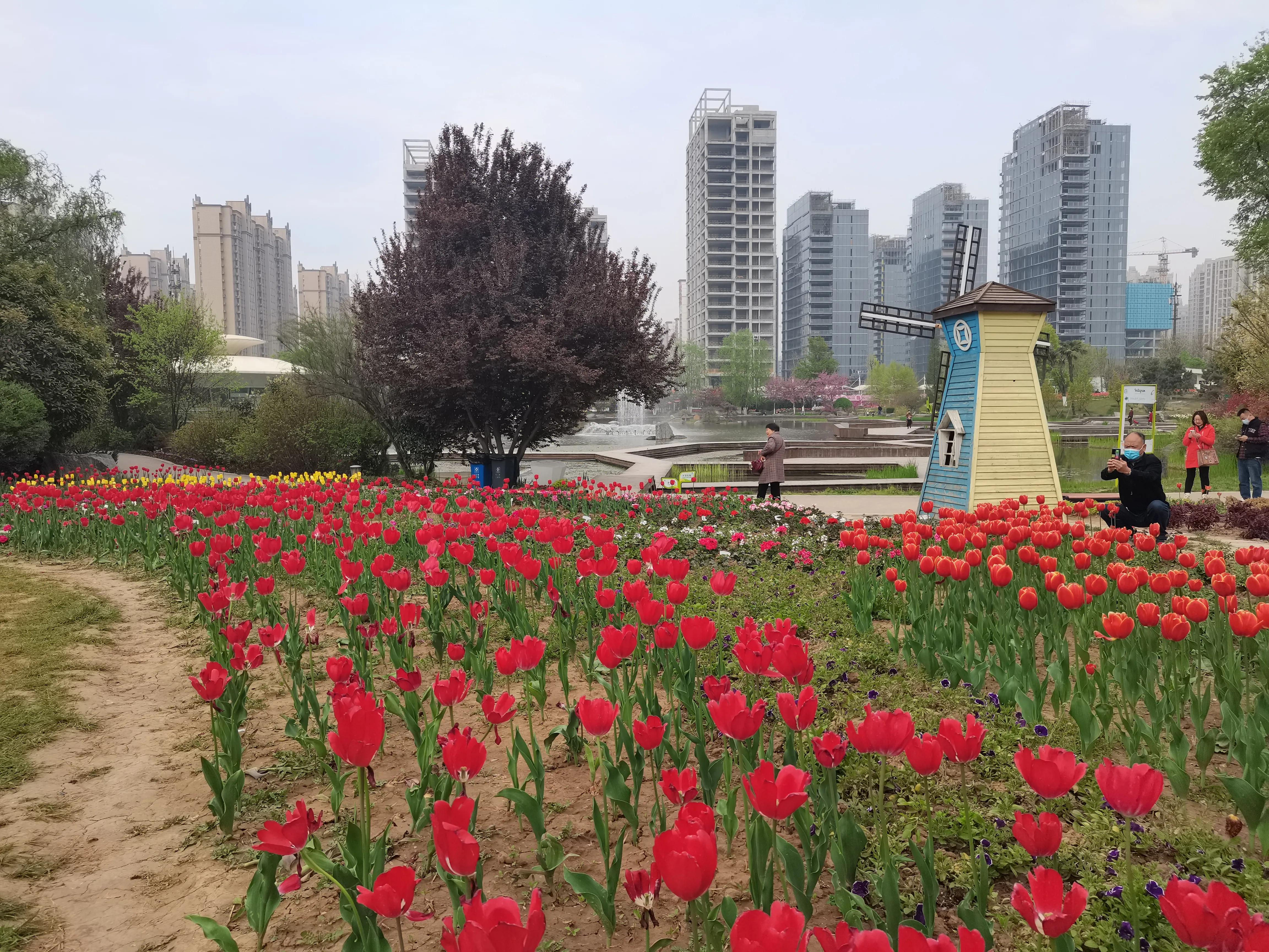 西安植物园春花怒放盛景,西安植物园海棠园