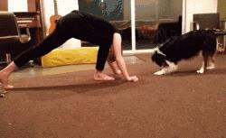 “这狗我认识，考试坐我旁边。”你什么时候被宠物的智商震惊过？