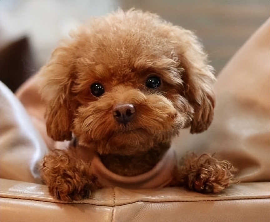 泰迪喜欢主人的表现有哪些,泰迪身体有这些表现得赶紧驱虫了