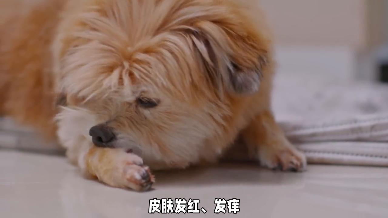 狗狗常见疾病和治疗,狗狗常见的病和治疗方法