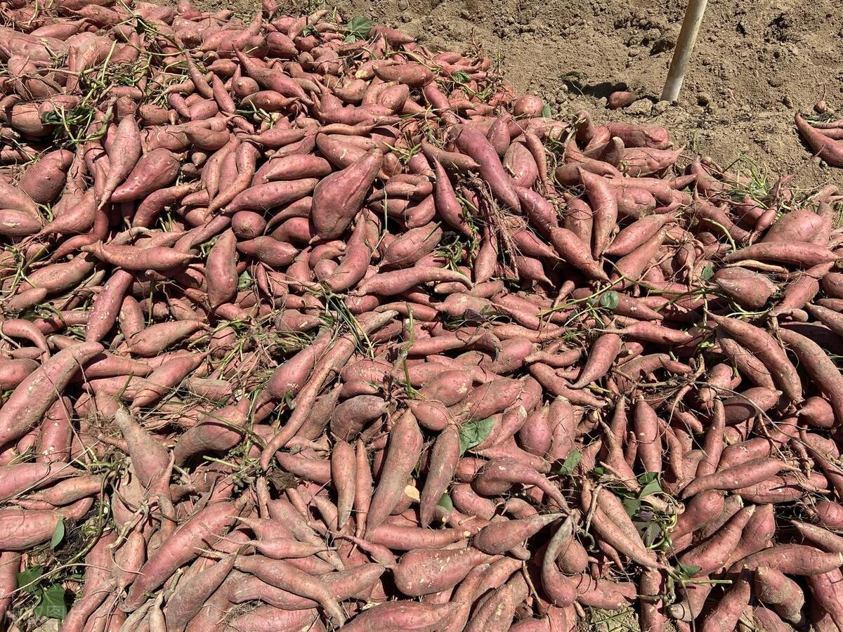 在广东种番薯,在广东种植红薯赚钱吗