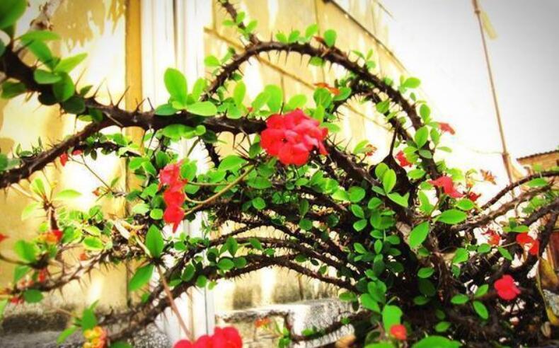 家中植物风水禁忌大全,家里养花对夫妻关系风水的讲究