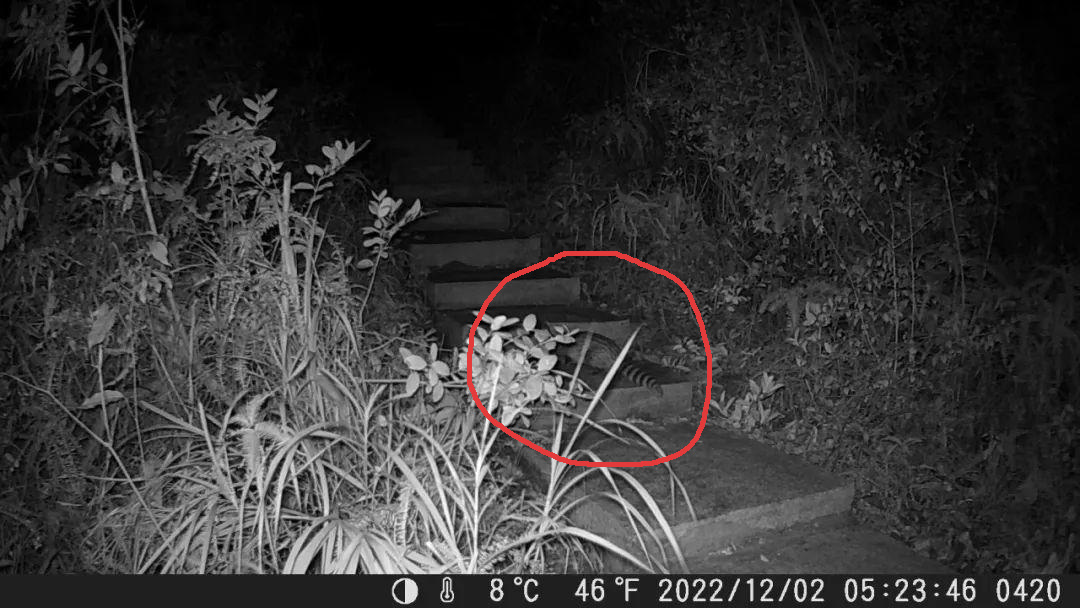 深圳出现“小灵猫”，全身灰黑色斑纹像老鼠，最爱钻进古墓去住？