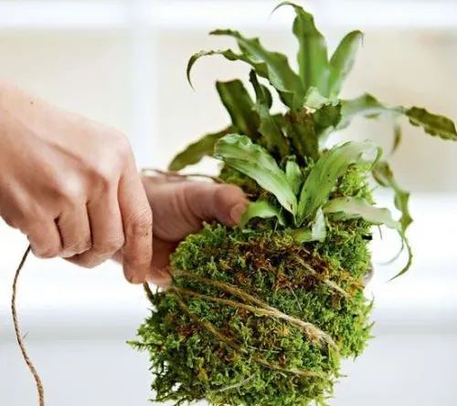 男子上山采药意外采到红石,农村小伙上山摘野果不小心摔倒了