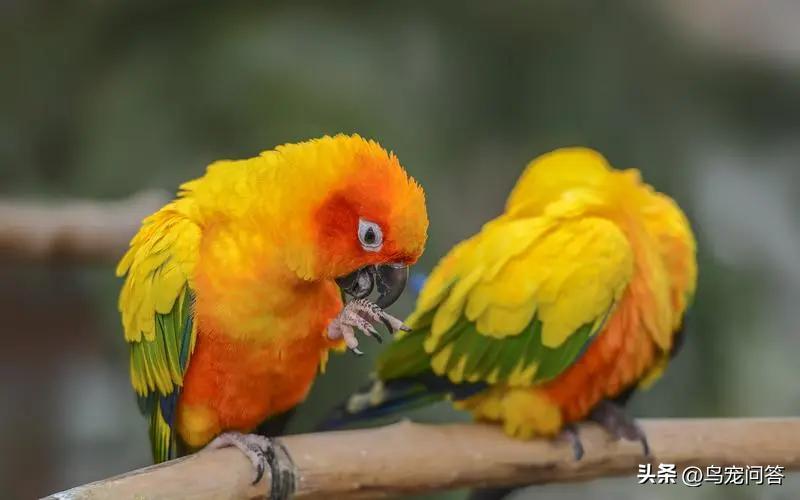 虎皮鹦鹉神仙水,鹦鹉用什么水最好