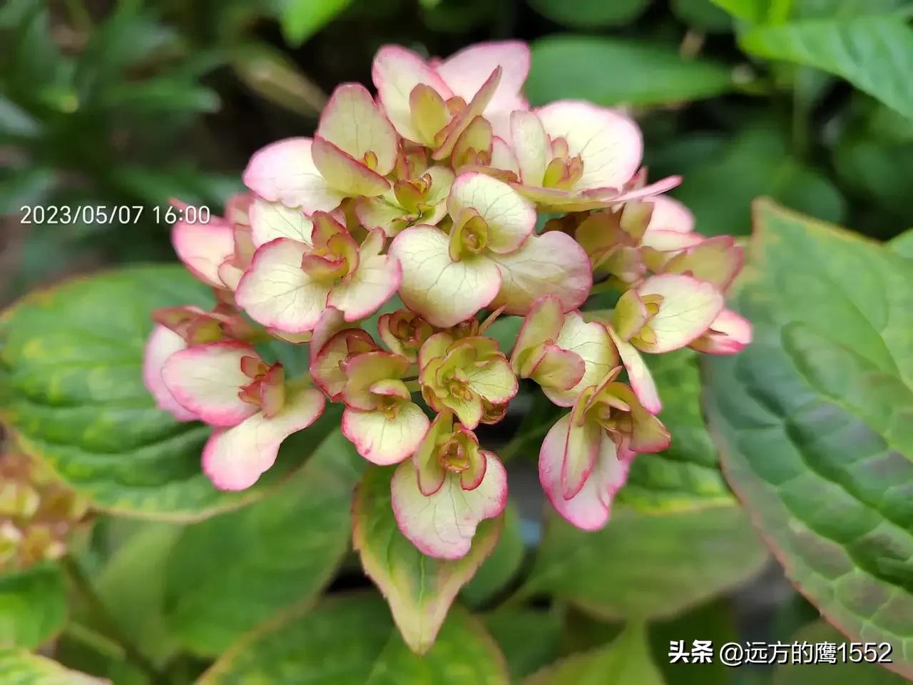 纱织小姐绣球是新老枝开花吗,绣球纱织小姐开花后的养护