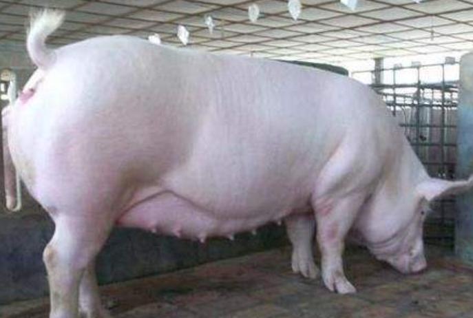 怀孕母猪食欲减退怎么治疗,母猪产子后食欲不振怎么办