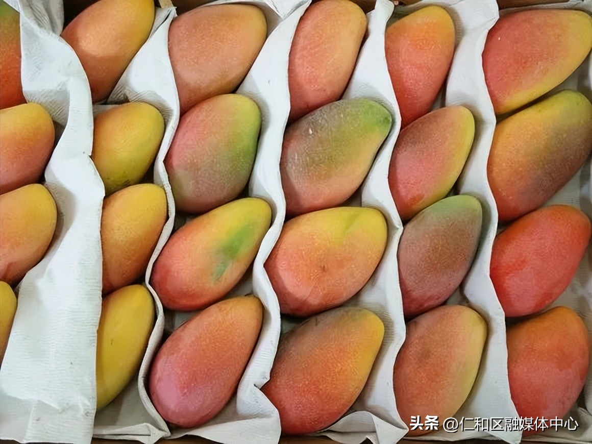 6—8℃可跨越冬夏！仁和“田间冰柜”冻出“三鲜”品质