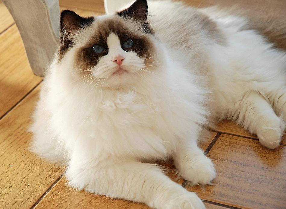 怕热的猫咪,哪个猫咪最怕热