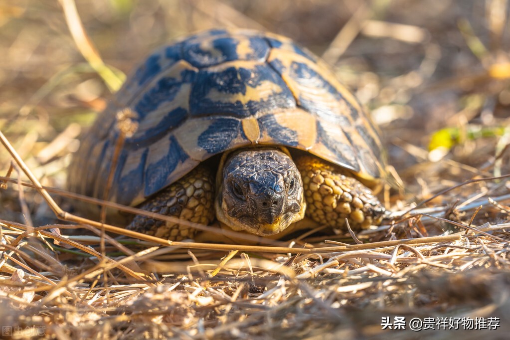 5块钱的小乌龟最多能活多久,5元的小乌龟不吃东西能养活吗