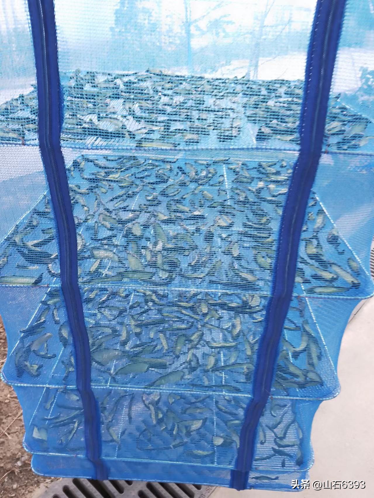 【战友美文】丁献礼“小诗余味”39：《晒黄瓜干》