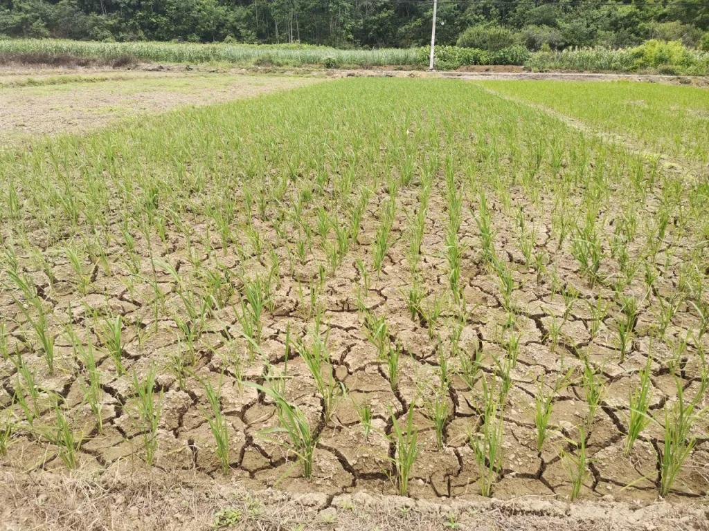 八月十五定收成什么意思,七月十五定旱意味什么