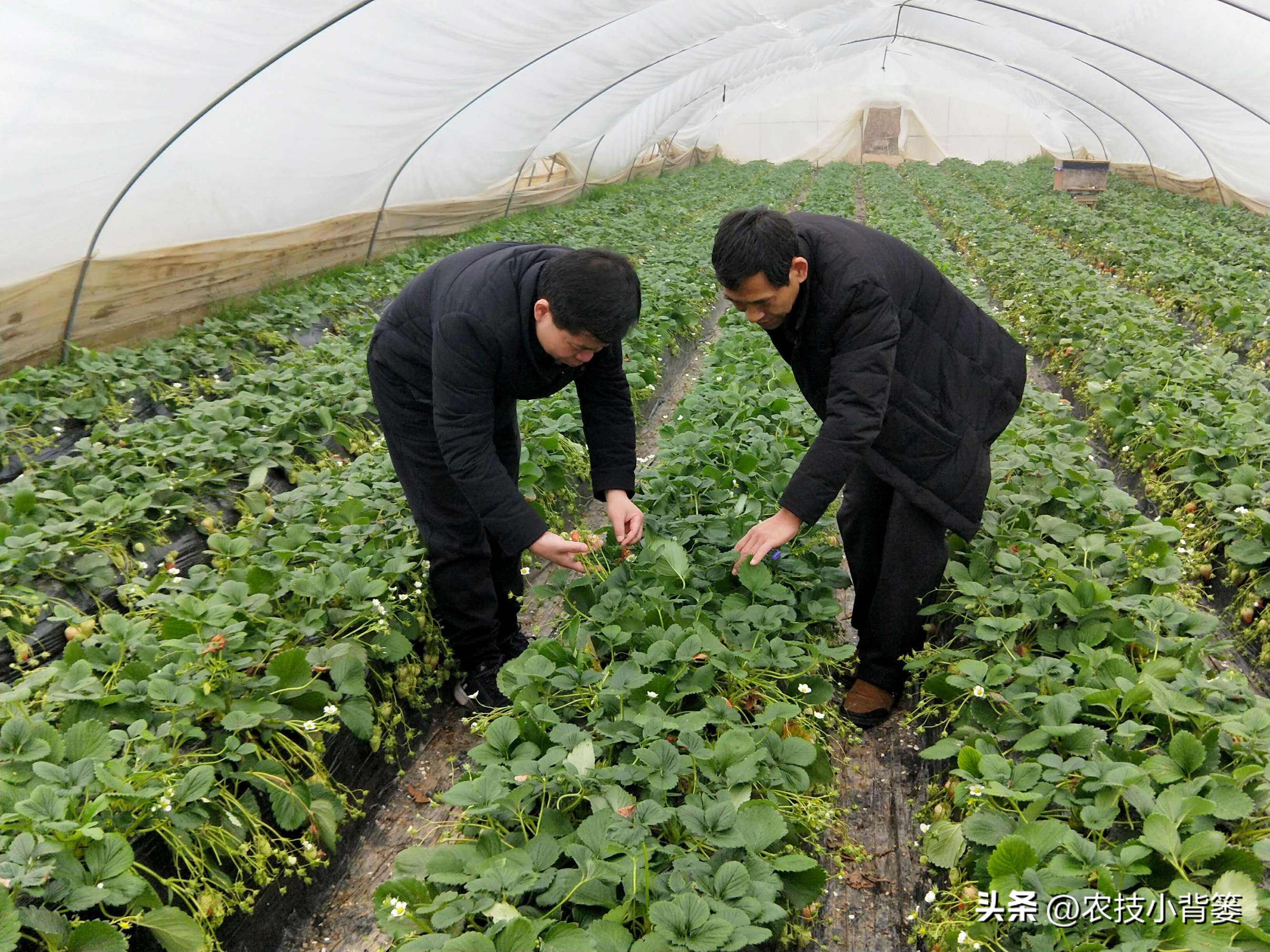 粉虱虫打什么农药,粉虱要用什么农药才能消灭