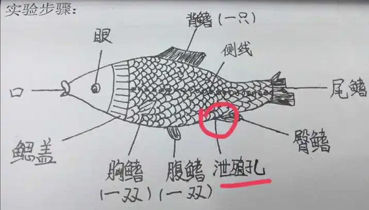 动物的生殖系统和人不一样么,动物的生殖系统跟人一样吗