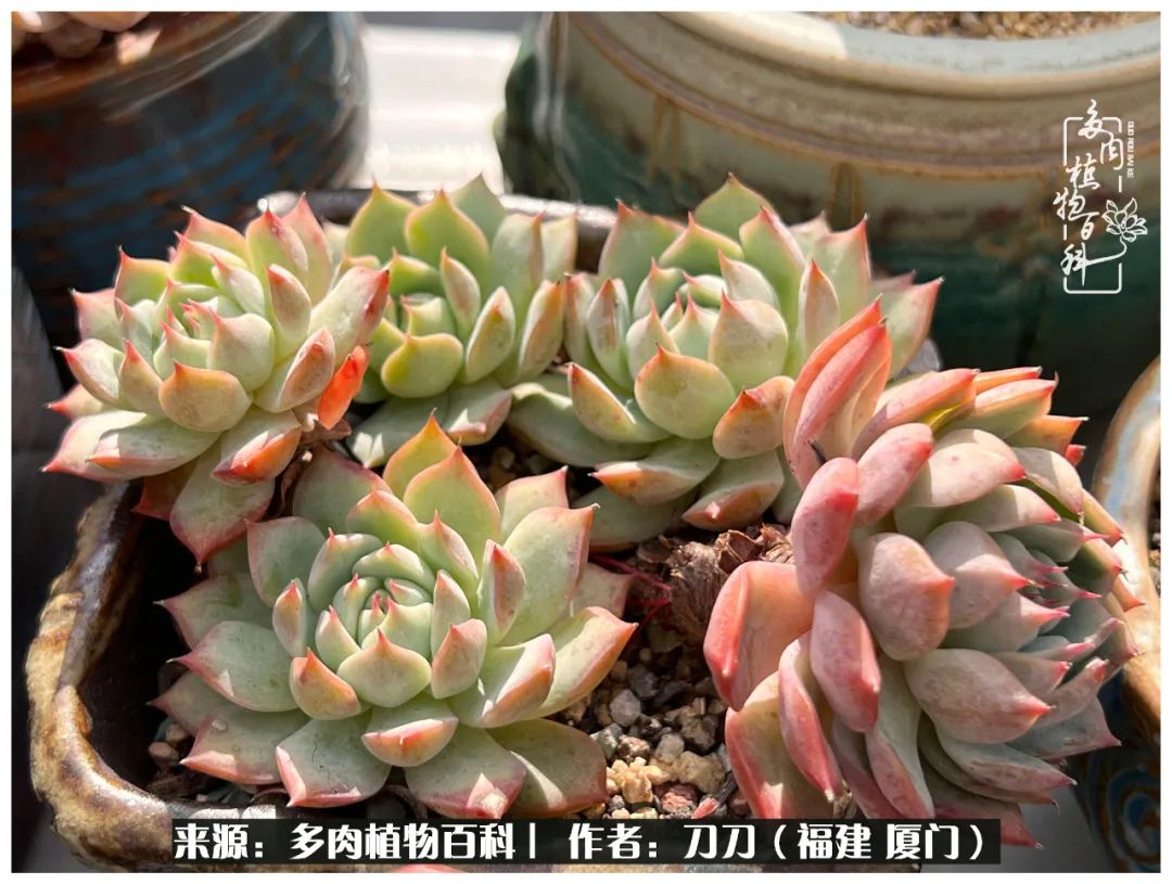 多肉夏季不好养品种有哪些,高花盆为什么养不好多肉