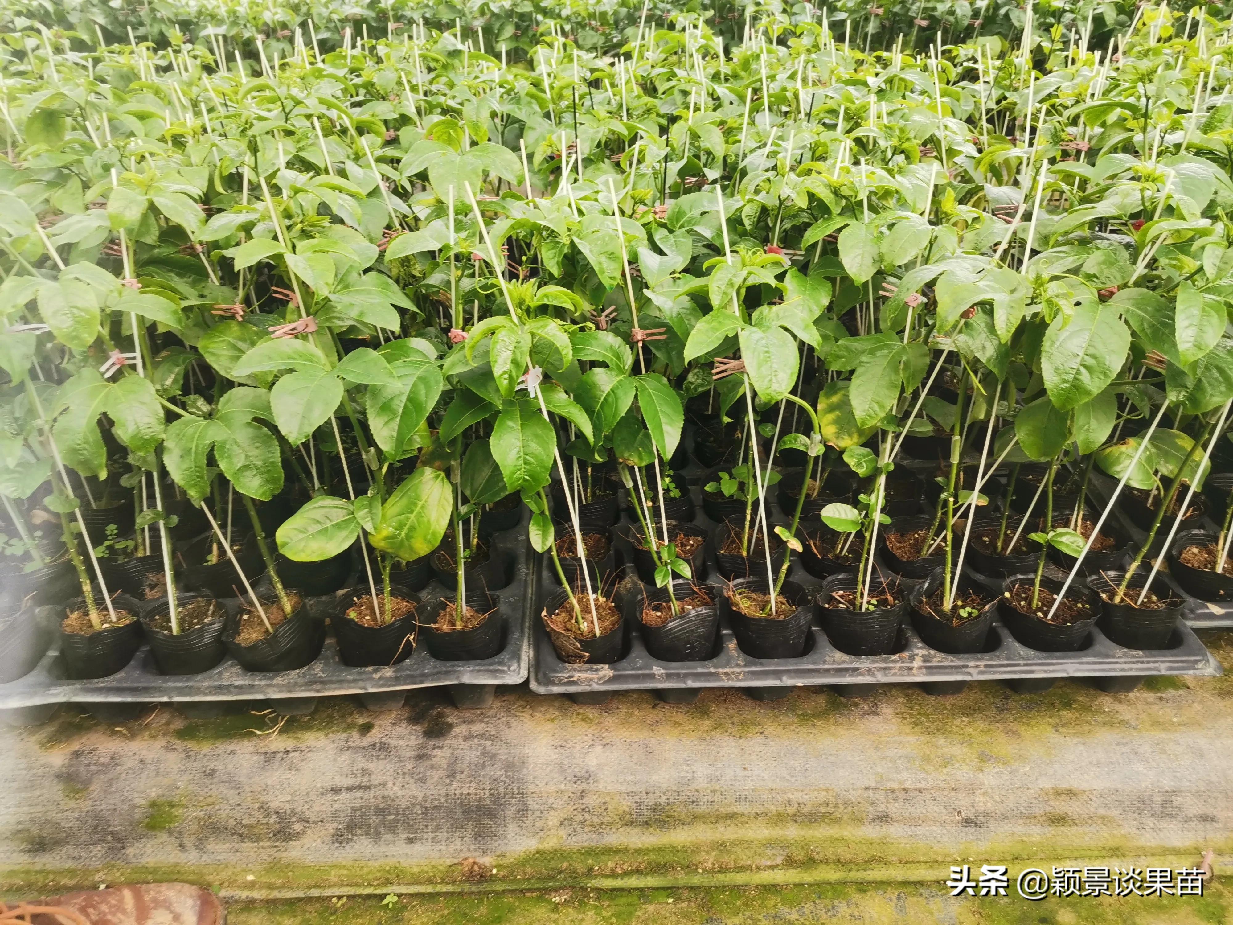 适合南宁种的水果树苗,适合广西种的阳台水果苗