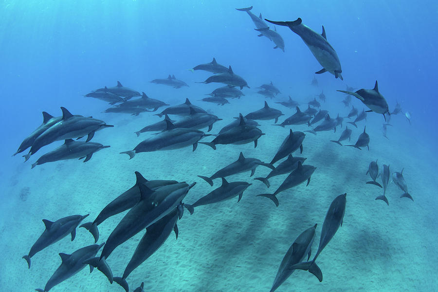 海豚怎么交配？科学家：它们极具侵略性！生殖器某处与人类很相似