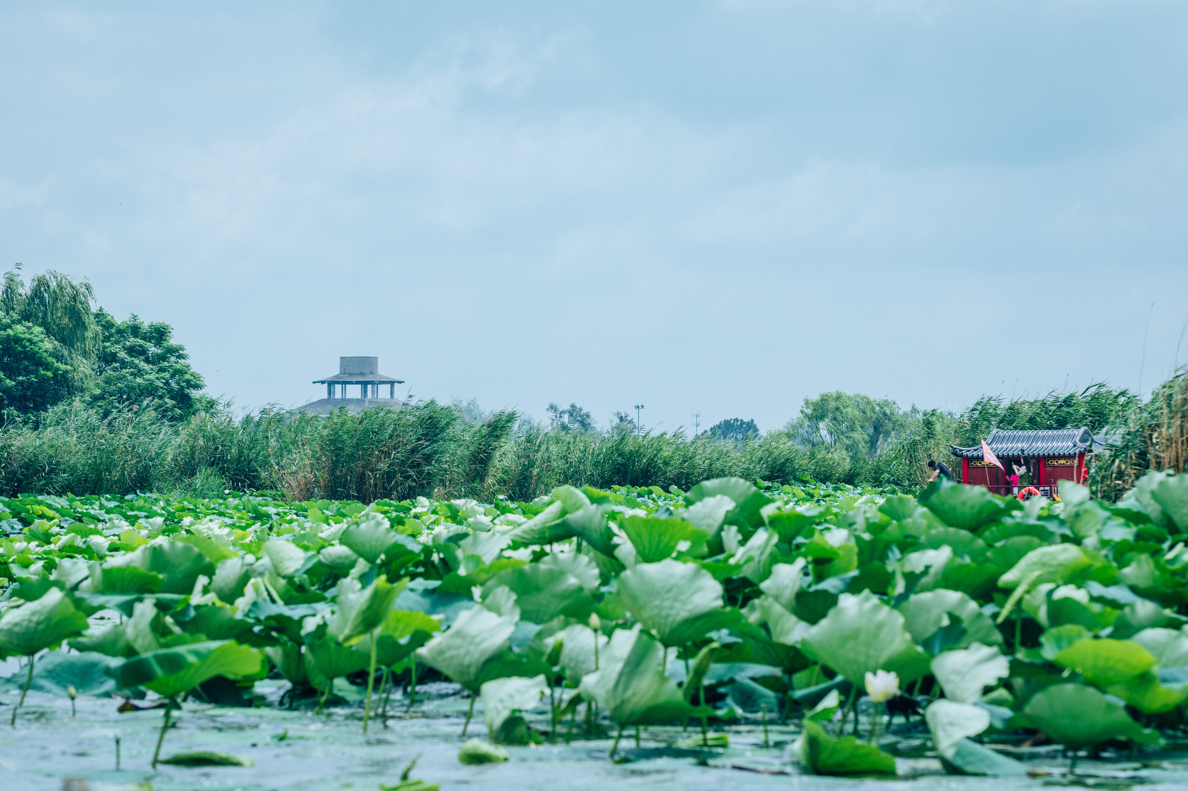 淮阳龙湖赏荷旅游月开启,淮阳龙湖湿地赏荷