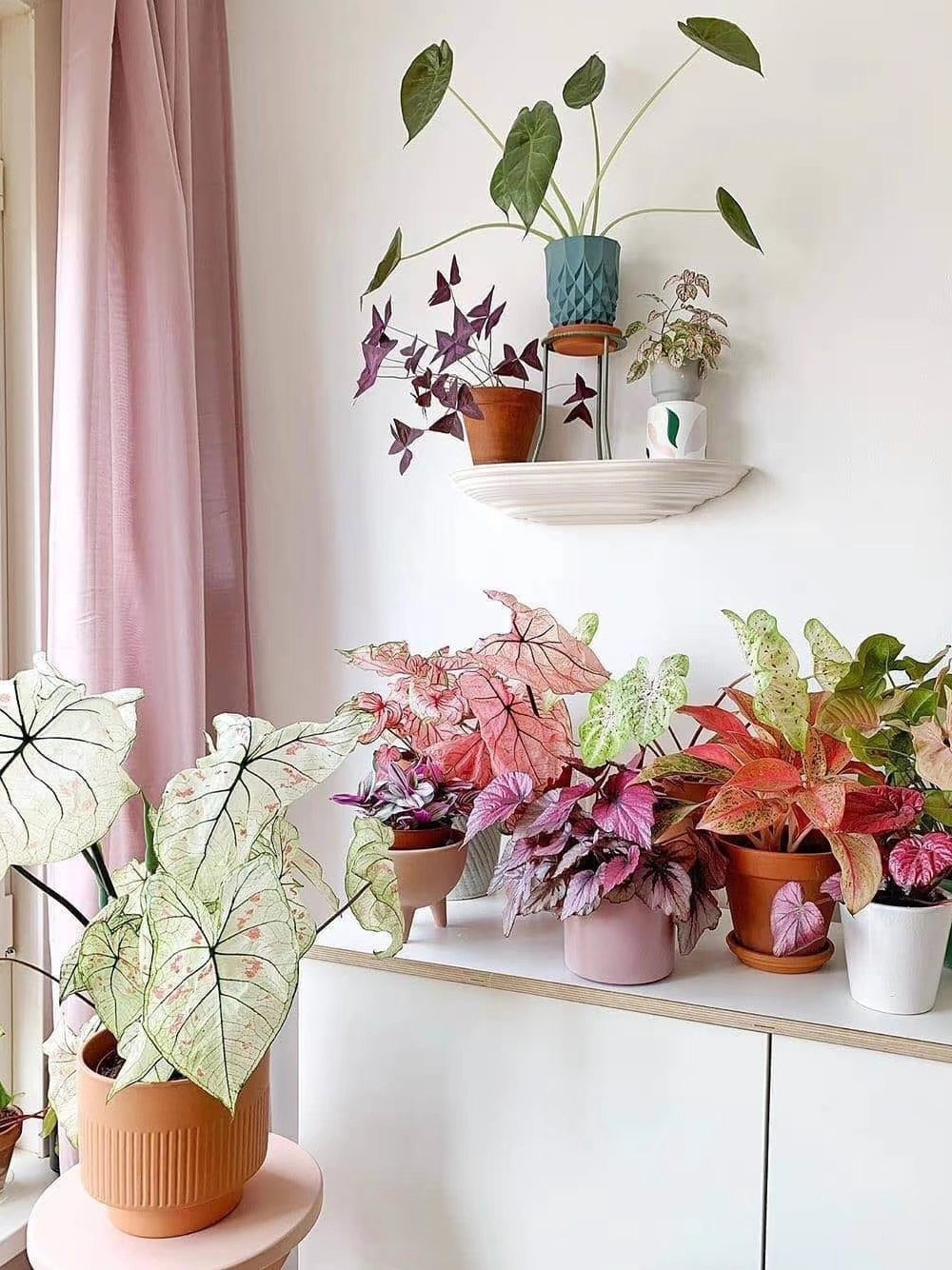 厨房里的养花神器,厨房适合养花的肥料