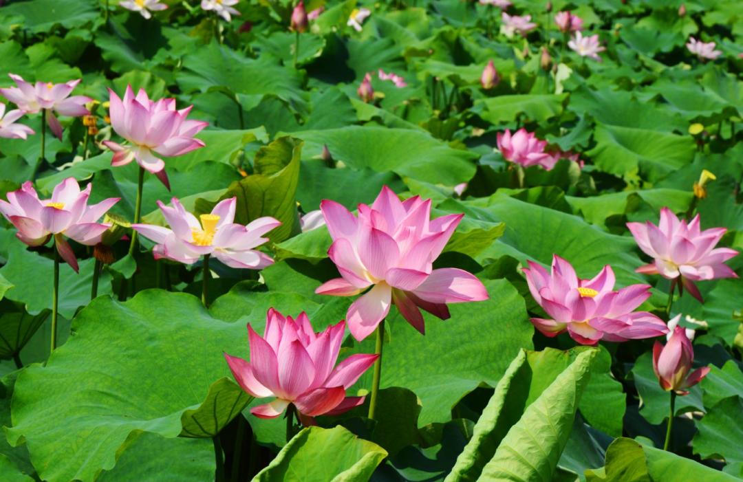 广州清远一日游必去景点,清远宝墩湖附近旅游攻略