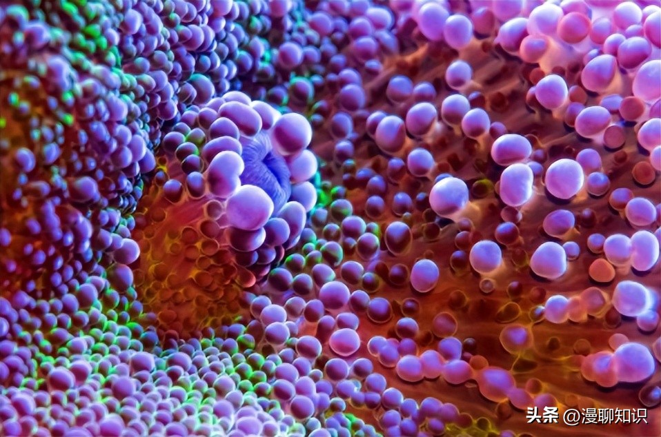 马传染性子宫炎传染性较强，它的传播途径有哪些