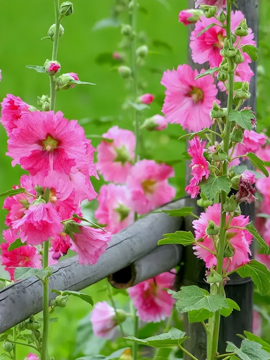 关于蜀葵的诗词名句,蜀葵花的古诗句