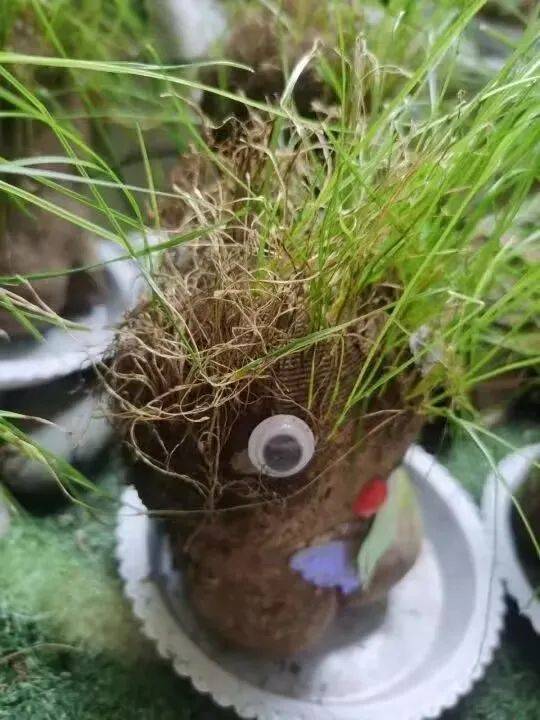 你好，草娃娃！——庆安乐儿堡幼儿园小二班课程故事