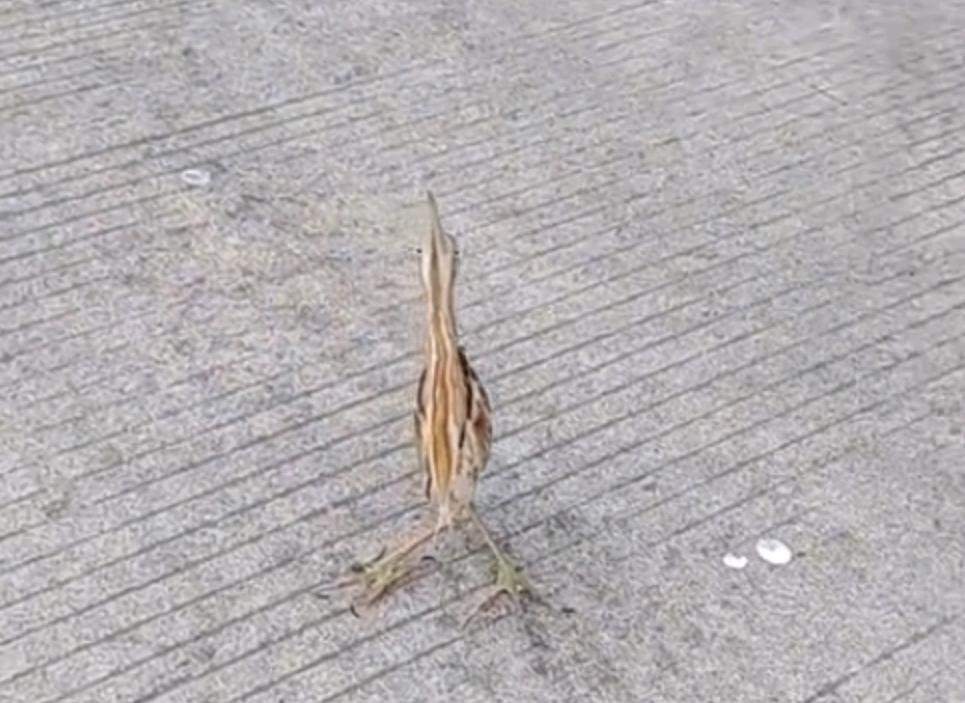 男子户外遇怪鸟受伤全身雪白带灰,湖北一男子回家途中看见一只怪鸟