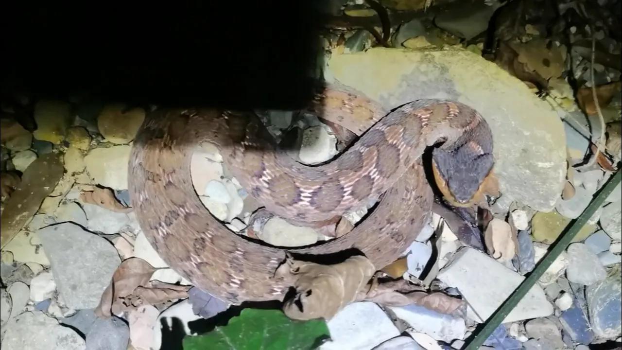 蛇头是三角形的无毒蛇,长角的毒蛇是什么蛇