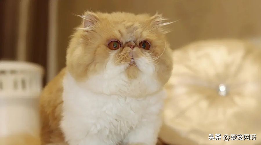 猫咪品种大全及图片,猫咪品种大全视频