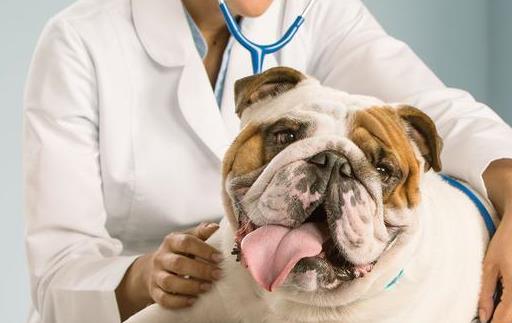 狗狗38.9是发烧吗,狗狗体温38.1算正常吗