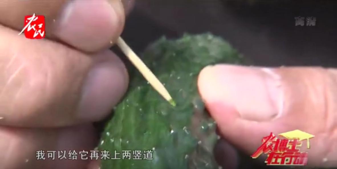种黄瓜要掐尖打顶吗,大棚种黄瓜长弯有效解决方法