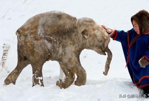 北极发现几万年前尸体人类需警惕,北极冻土发现史前生物是真的吗
