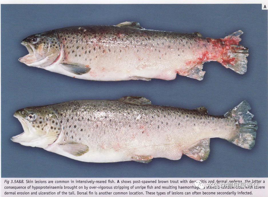 鱼类正常皮肤及其浅表疾病