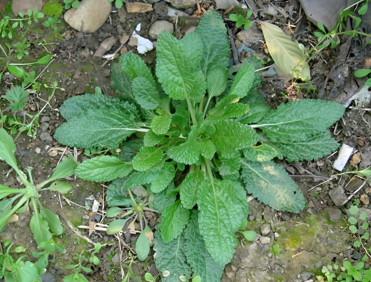 农村有一种痔疮草叫啥名,十大痔疮草