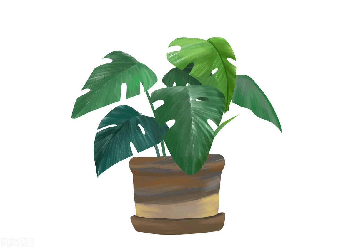 好养的植物小型图片和养殖方法,最好养的10种种植物