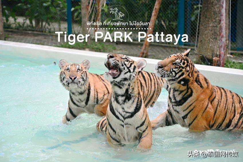 泰国芭提雅旅游景点大全,泰国芭提雅最新游玩