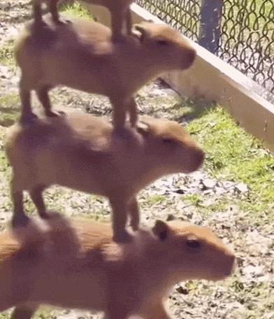 水豚喜欢一动不动,水豚为啥喜欢在水里