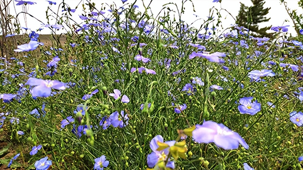 常觅春归不知处花田此地得逢君：栖云田园小镇·花间集